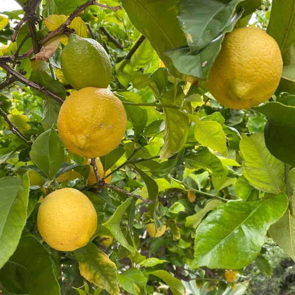 Yellow_Lemon_Hybrid_Fruit_Plant_&_Tree_For_Home_Gardening_(1.5-3.5_Ft_Hight)