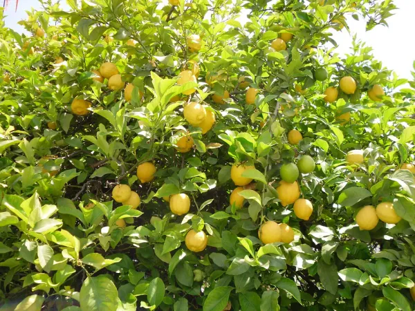 Yellow_Lemon_Hybrid_Fruit_Plant_&_Tree_(1.5-2_Ft_Size)_For_Home_Gardening