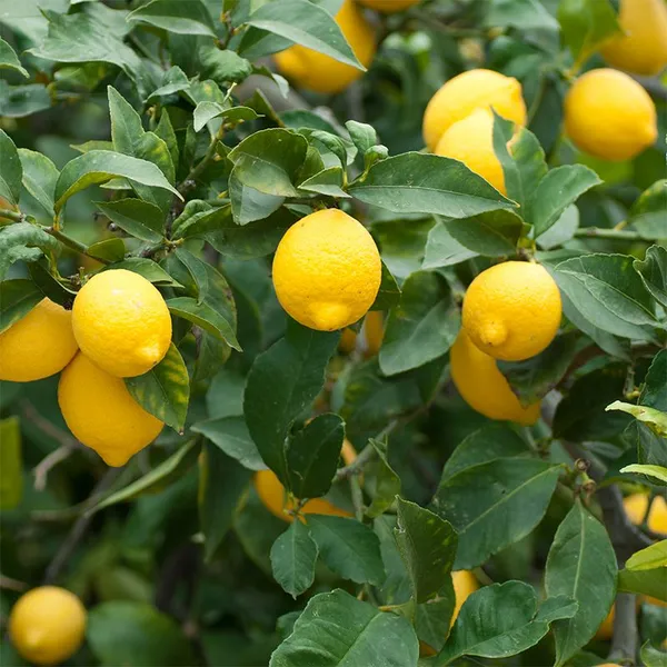 Yellow_Lemon_Hybrid_Fruit_Plant_&_Tree_(1.5-2_Ft_Size)_For_Home_Gardening