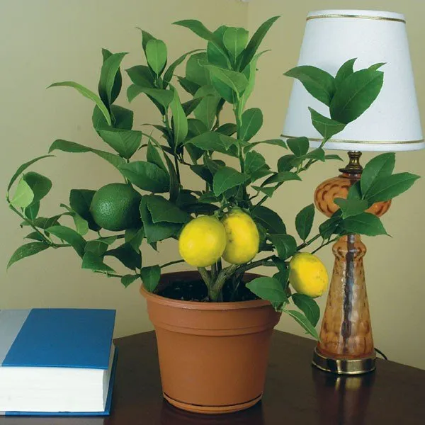 Yellow_Lemon_Hybrid_Fruit_Plant_&_Tree_(1.5-2_Ft_Size)_For_Home_Gardening