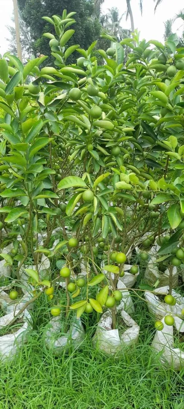 Yellow_Lemon_Hybrid_Fruit_Plant_&_Tree_(1.5-2_Ft_Size)_For_Home_Gardening