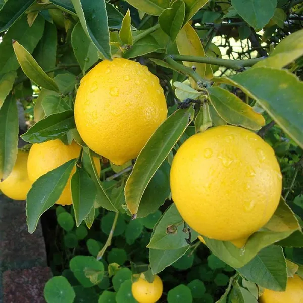 Yellow_Lemon_Hybrid_Fruit_Plant_&_Tree_(1.5-2_Ft_Size)_For_Home_Gardening