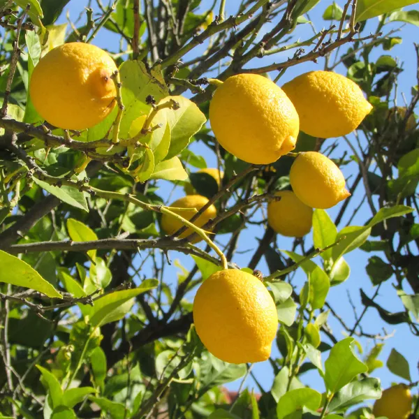 Yellow_Lemon|Kagoji_Labu_Hybrid_Fruit_Plant_&_Tree_(1.5-3.5_Ft_Plant__Size)_For_Your_Home_Gardening