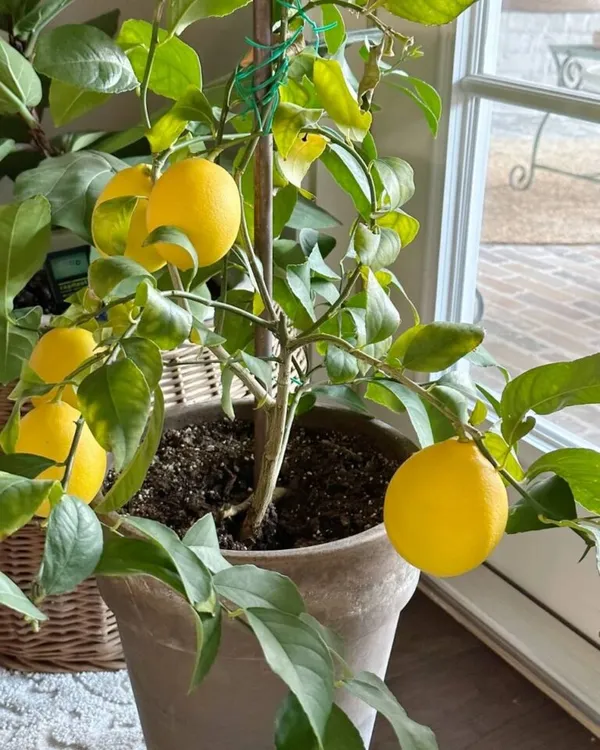 Yellow_Lemon|Kagoji_Labu_Hybrid_Fruit_Plant_&_Tree_(1.5-3.5_Ft_Plant__Size)_For_Your_Home_Gardening