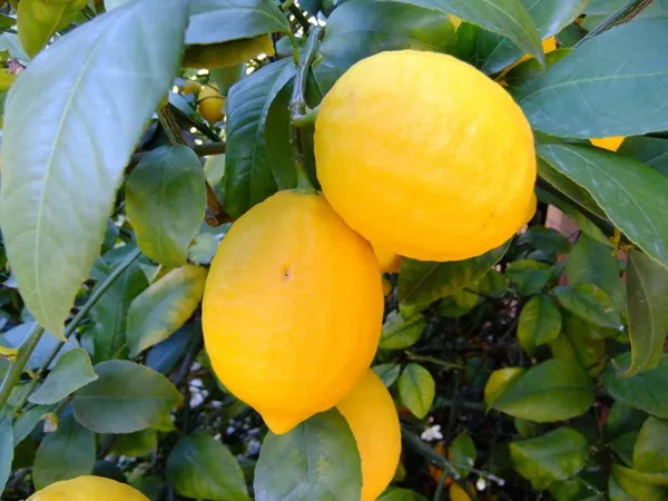 Yellow_Lemon|Kagoji_Labu_Hybrid_Fruit_Plant_&_Tree_(1.5-3.5_Ft_Plant__Size)_For_Your_Home_Gardening