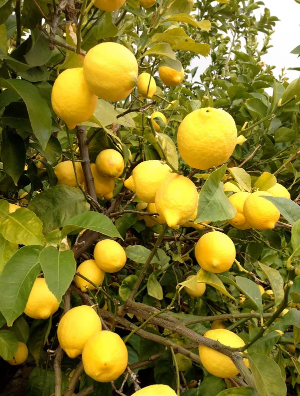 Yellow_Lemon|Kagoji_Labu_Hybrid_Fruit_Plant_&_Tree_(1.5-3.5_Ft_Plant__Size)_For_Your_Home_Gardening