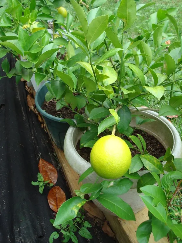 Yellow_Lemon|Kagoji_Labu_Hybrid_Fruit_Plant_&_Tree_(1.5-3.5_Ft_Plant__Size)_For_Your_Home_Gardening