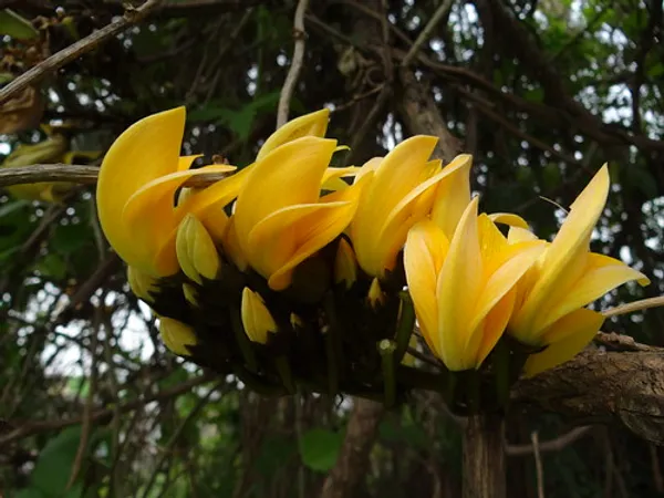 Yellow_Palash_Flowering_Plant_&_Tree_(1.5-3.5_Ft_Hight)_For_Home_Garden_Hybrid_Palash_Flower_Plant
