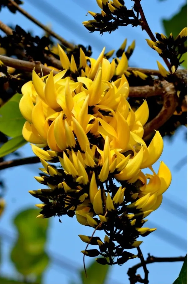 Yellow_Palash_Flowering_Plant_&_Tree_(1.5-3.5_Ft_Hight)_For_Home_Garden_Hybrid_Palash_Flower_Plant