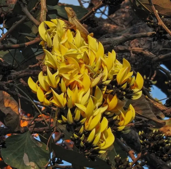 Yellow_Palash_Flowering_Plant_&_Tree_(1.5-3.5_Ft_Hight)_For_Home_Garden_Hybrid_Palash_Flower_Plant