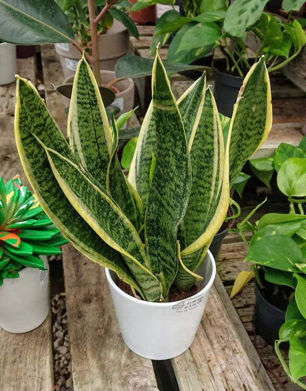 Yellow_Snake_Best_Indoor|Outdoor_Plant_For_Sweet_Home_Decoration_&_Gardening_(Air_Purifying,_)