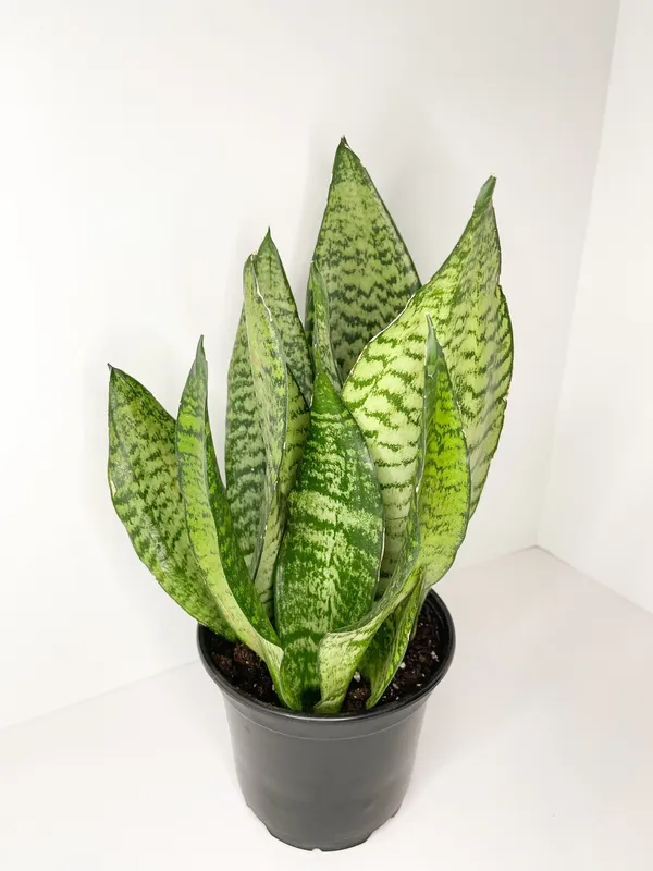 Yellow_Snake_Indoor_Plant_For_Your_Sweet_Home_Decoration_&_Gardening