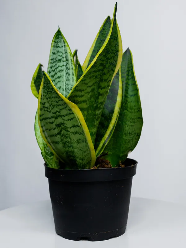 Yellow_Snake_Indoor_Plant_(Air_Purifying)_For_Home_Decoration_&_Gardening_Hybrid