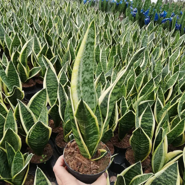 Yellow_Snake_Indoor_Plant_(Air_Purifying)_For_Home_Decoration_&_Gardening_Hybrid