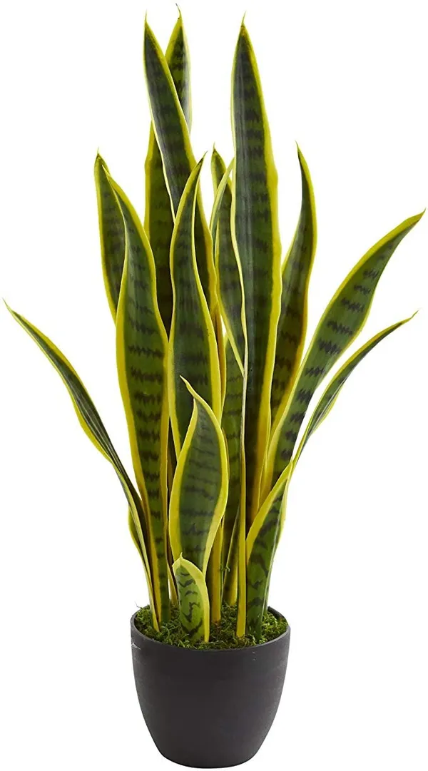 Yellow_Snake_Hybrid_Plant