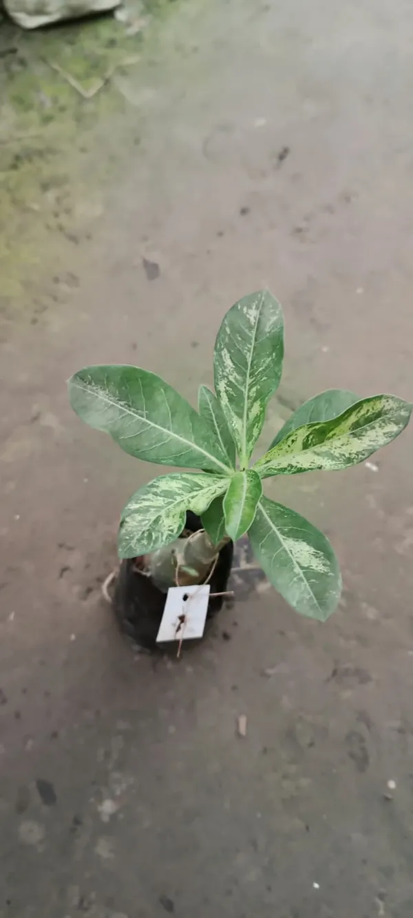 Adenium_Desert_Rose_Plant_Grafted