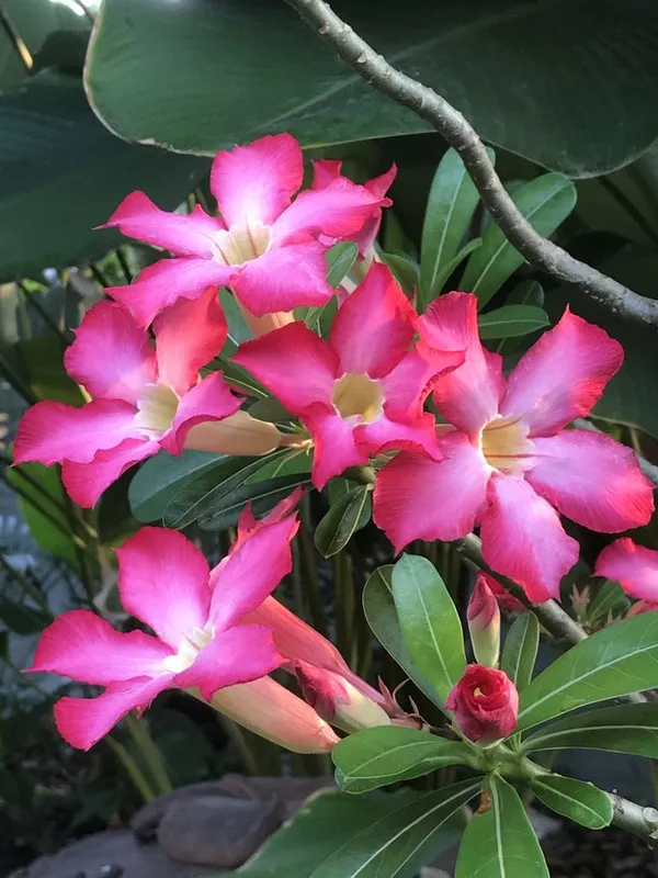 Adenium_Hybrid_Plant
