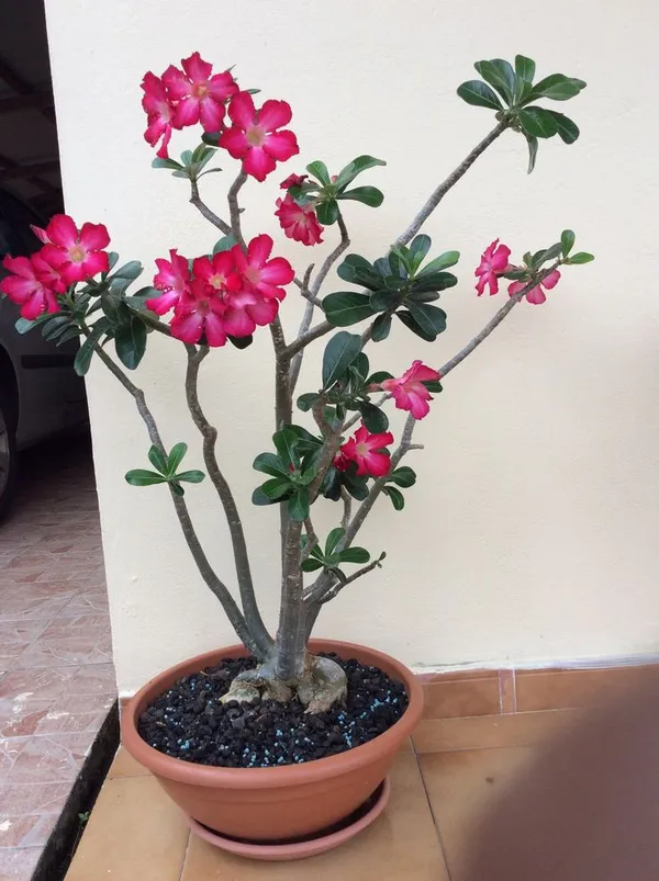 Adenium_Hybrid_Plant