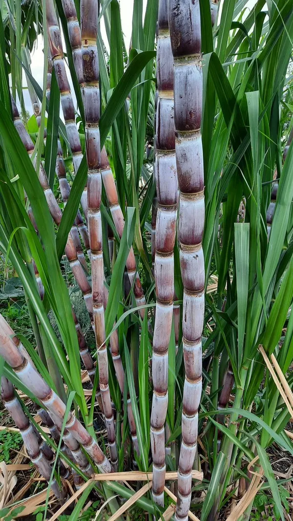 Saccharum_Offcinarum