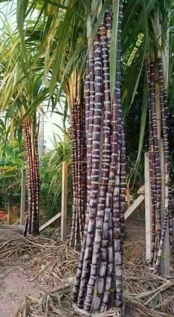 Saccharum_Offcinarum