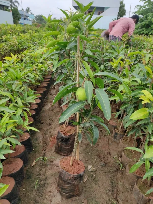 Thai_All_Time_Mango_Fruit_Plant_&_Tree_(1.5-3.5_Ft_Height)_For_Home_Gardening_12_Month_Hybrid_Mango_Plant