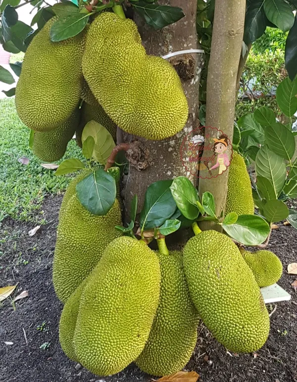 All_Time_Jackfruit_(Gumless)_Plant_&_Tree_For_Your_Home_Garden_(1.5-3.5_Ft_Hight)_Hybrid_Jackfruit_Plant_(Grafted)