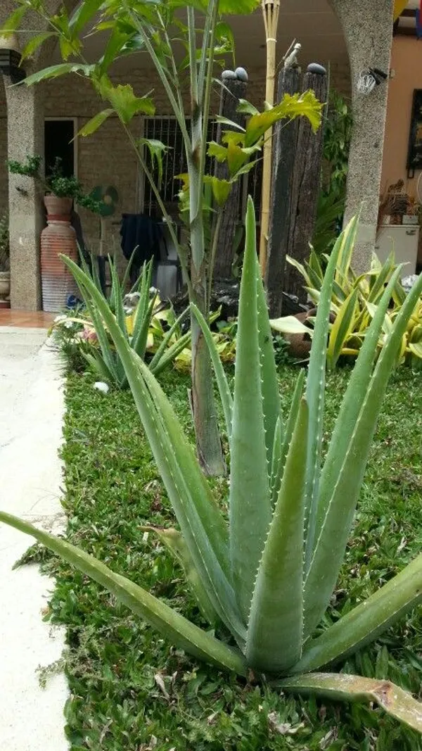 Aloe_Vera_Plant
