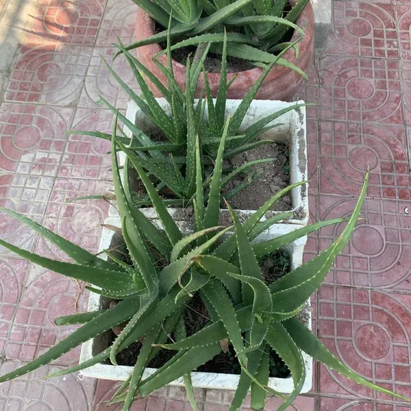 Aloe_Vera_Plant