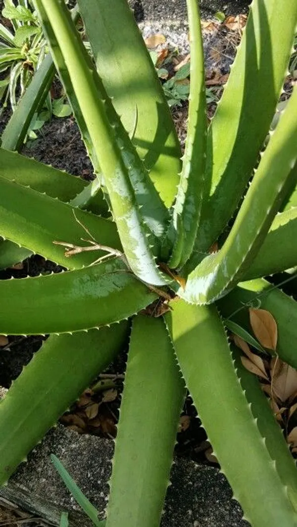 Aloe_Vera_Plant