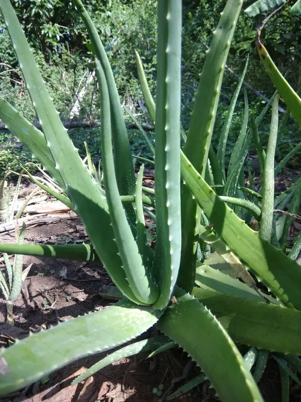 Aloe_Vera_Plant