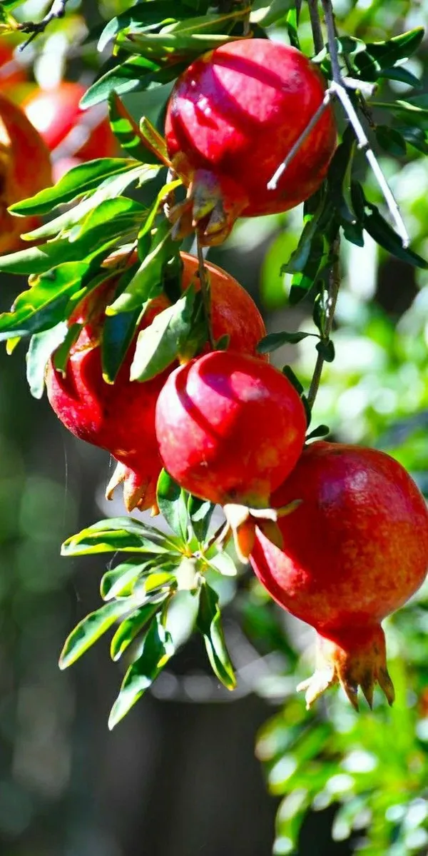 Anar_Grafted_ive_Fruits_Plant_With_Grow_Bag_|_Plant_For_Outdoor_&_Home_Garden