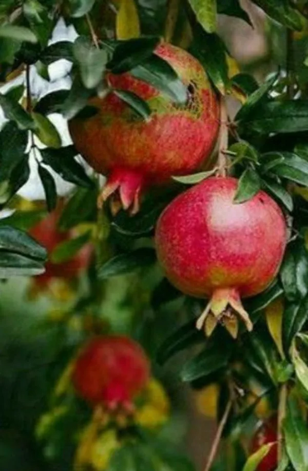 Anar_Grafted_ive_Fruits_Plant_With_Grow_Bag_|_Plant_For_Outdoor_&_Home_Garden