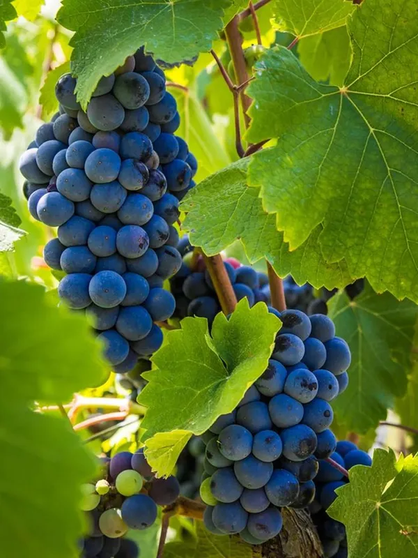 Black_Hybrid_Grapes_Plant