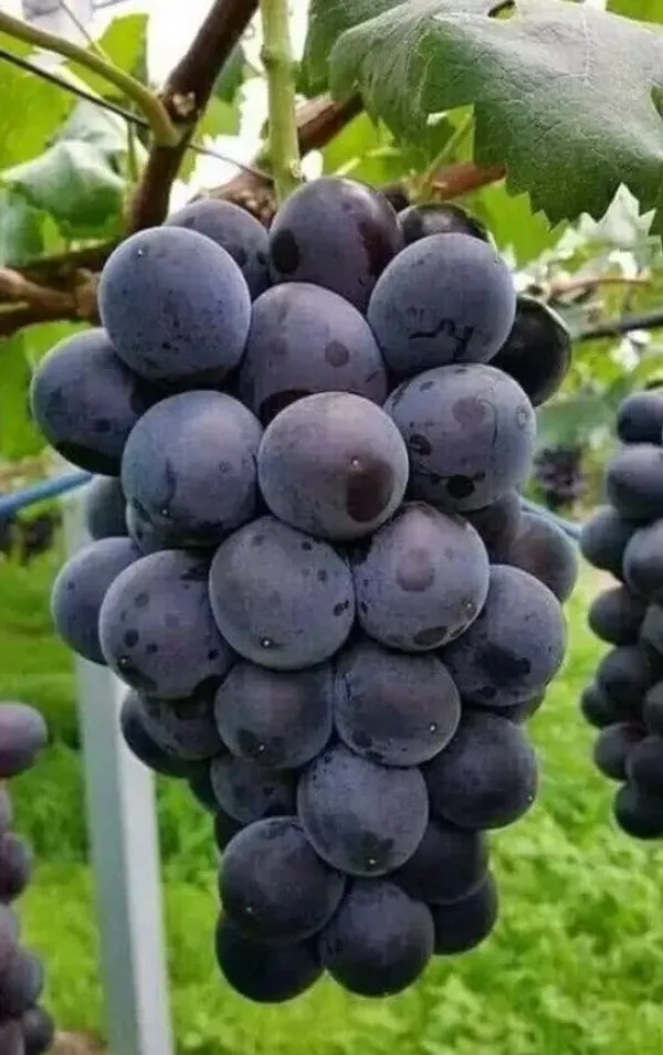 Black_Hybrid_Grapes_Plant