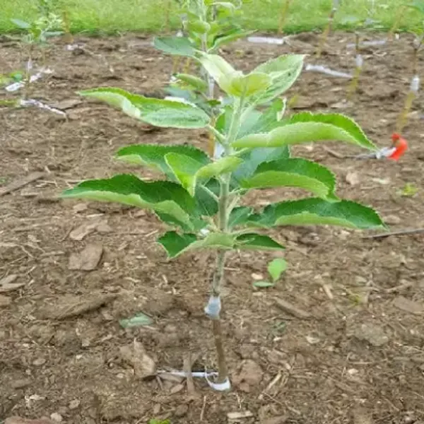 Apple_Plant_Seedling_Healthy_Fruit_Plant_&_Tree_(1.5-3.5_Ft_Hight)_For_Sweet_Home_Garden