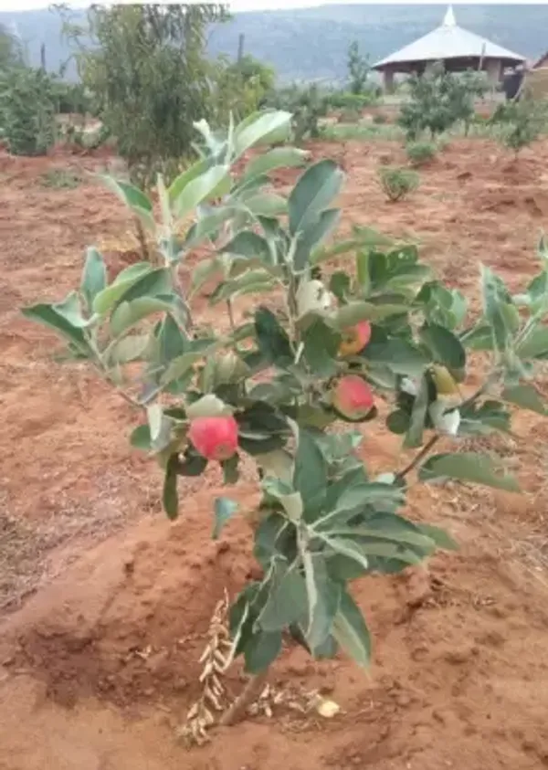 Apple_Plant_Seedling_Healthy_Fruit_Plant_&_Tree_(1.5-3.5_Ft_Hight)_For_Sweet_Home_Garden