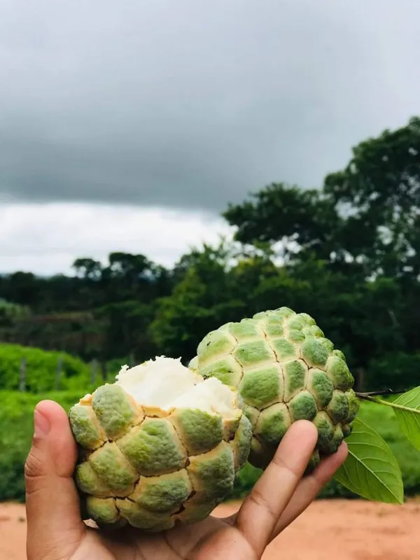 Green_Crusted_Apple