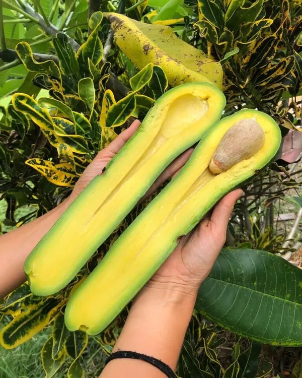 Avocado_Lamb_Hass_Variety_Self_Pollinating_Butter_Fruit_Grafted_ive_Plants_&_Tree1-1.5_Ft_Size_Hybrid_Healthy_Plant_And_Tree