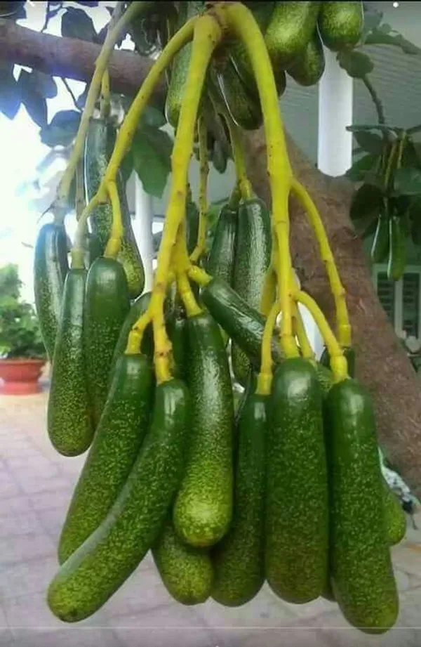 Avocado_Lamb_Hass_Variety_Self_Pollinating_Butter_Fruit_Grafted_ive_Plants_&_Tree1-1.5_Ft_Size_Hybrid_Healthy_Plant_And_Tree