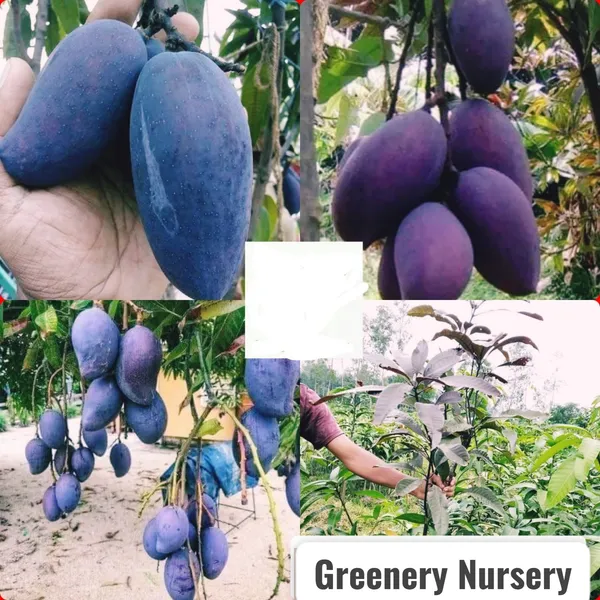 Blackstone_Mango_Grafted_ive_Plant