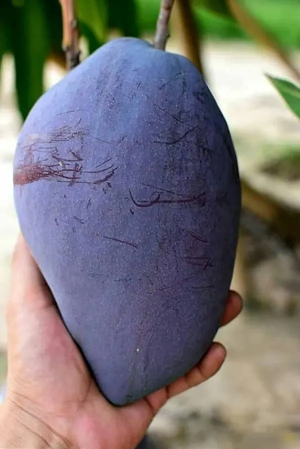 Blackstone_Mango_Grafted_ive_Plant