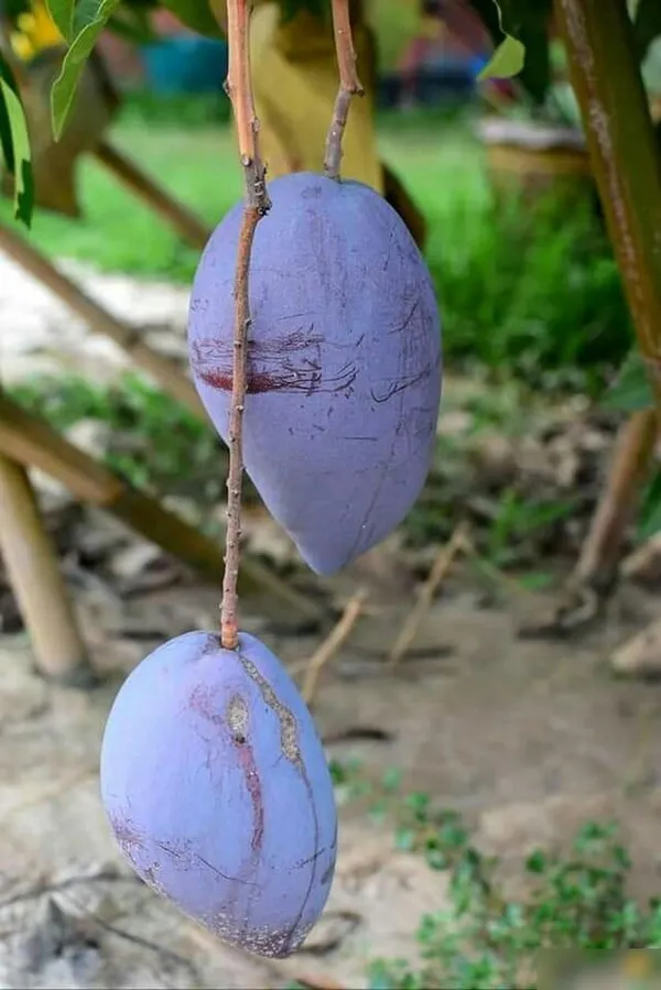 Blackstone_Mango_Grafted_ive_Plant