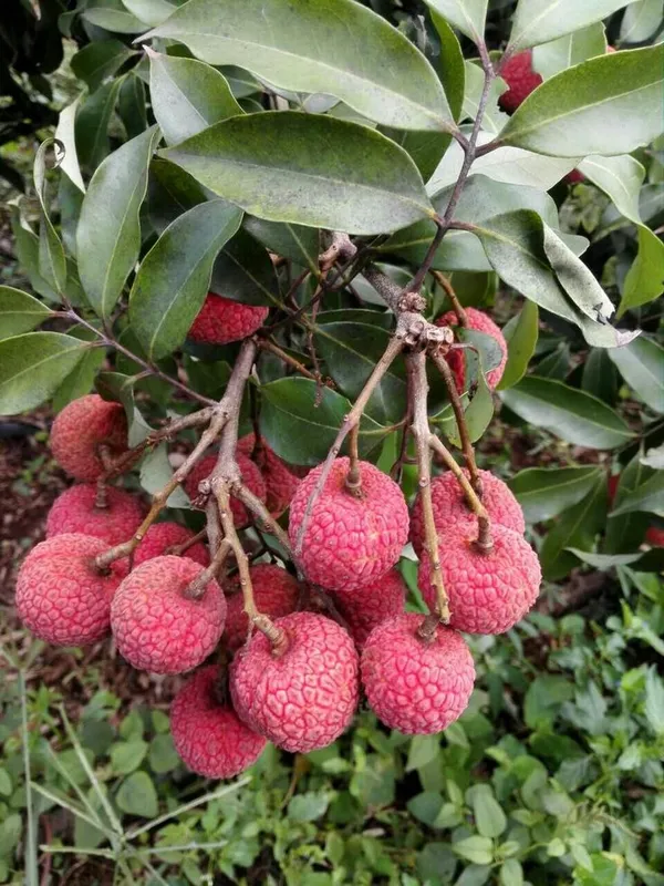 Bombai_Litchi_Healthy_Fruit_Plant_&_Tree_(1.5-3.5_Ft_Hight)_For_Home_Gardening_Hybrid