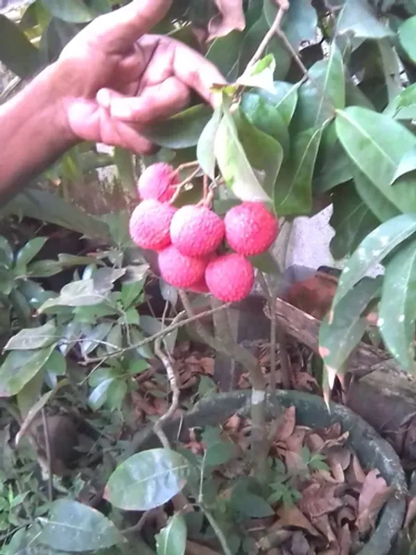 Bombai_Litchi_Healthy_Fruit_Plant_&_Tree_(1.5-3.5_Ft_Hight)_For_Home_Gardening_Hybrid