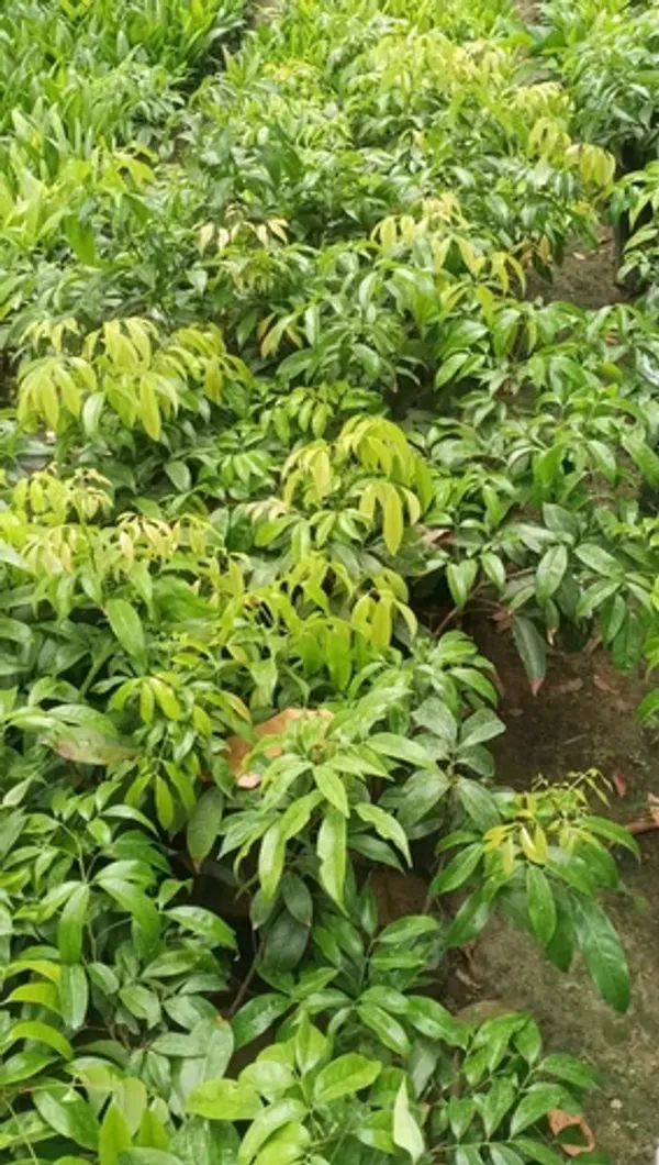 Bombai_Litchi_Healthy_Fruit_Plant_&_Tree_(1.5-3.5_Ft_Hight)_For_Home_Gardening_Hybrid