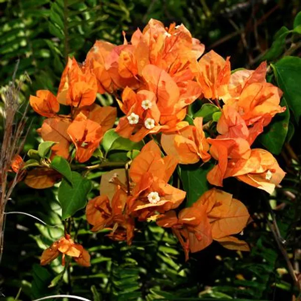 Orang_Bougainvillea
