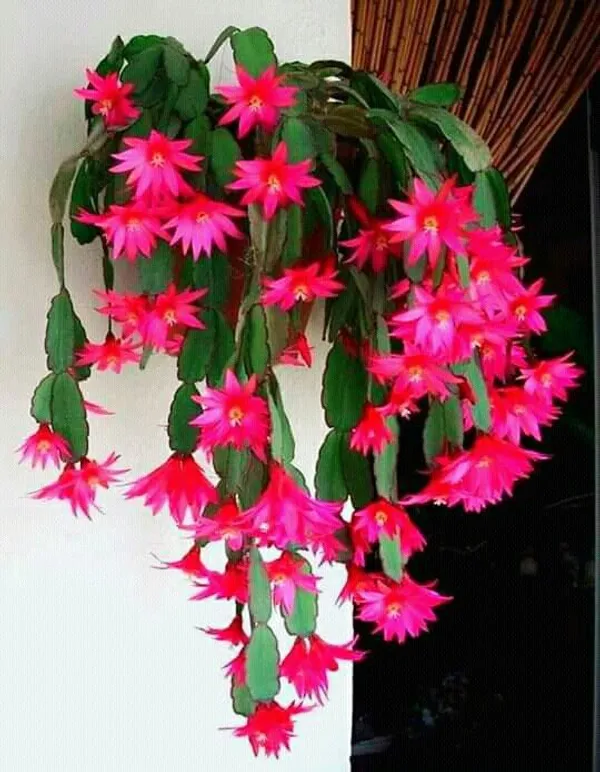 Christmas_Cactus_Flower_Plant