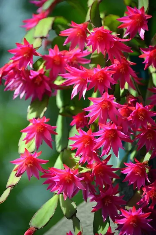 Christmas_Cactus_Flower_Plant
