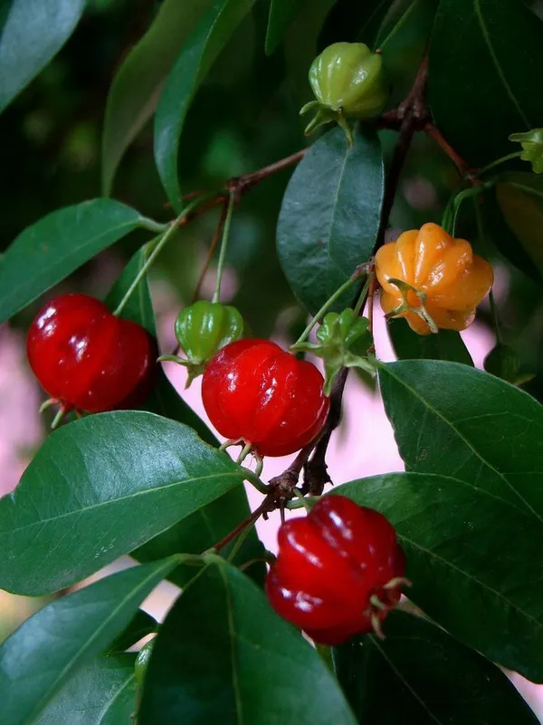 Surinam_Cherry_Fruit_Plant_Hybrid