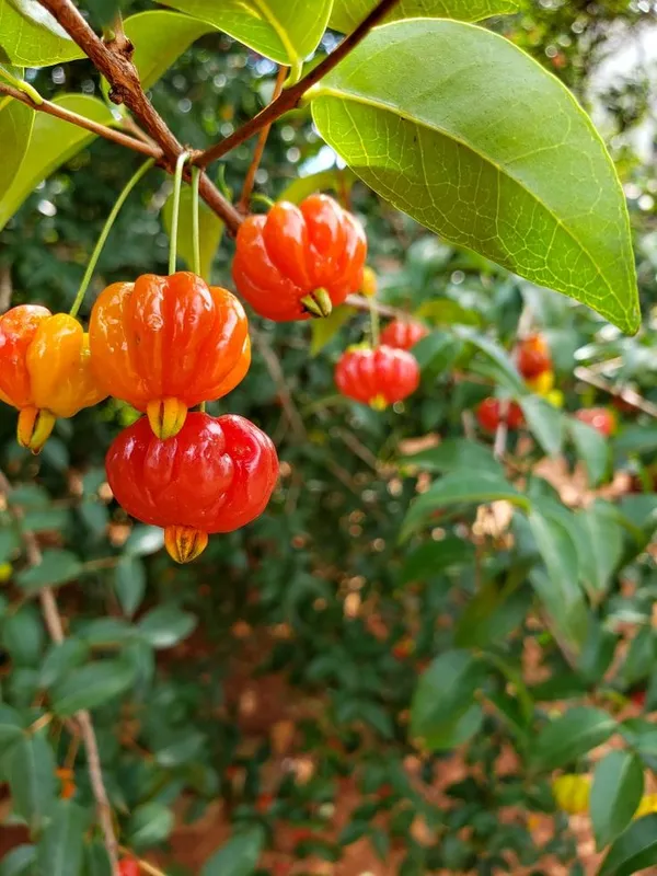 Surinam_Cherry_Fruit_Plant_Hybrid